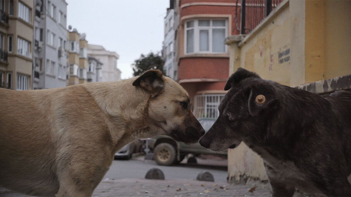 10 STRAY still