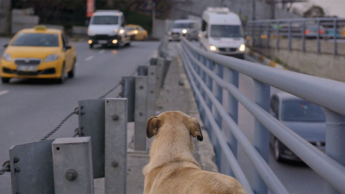 13 STRAY still